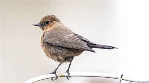 What does it mean when a brown bird comes to your window?