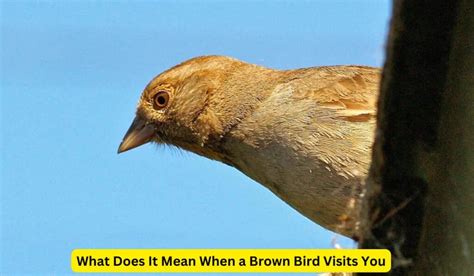 What does it mean when a brown bird visits you?