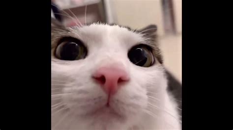 What does it mean when a cat blinks his eyes at you?