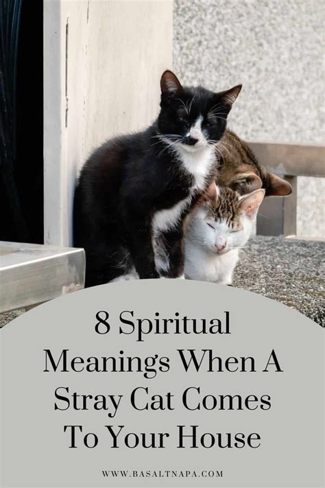 What does it mean when a cat chooses you spiritually?