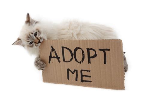 What does it mean when a cat is adopted?