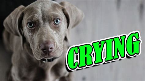 What does it mean when a dog cries when it sees you?