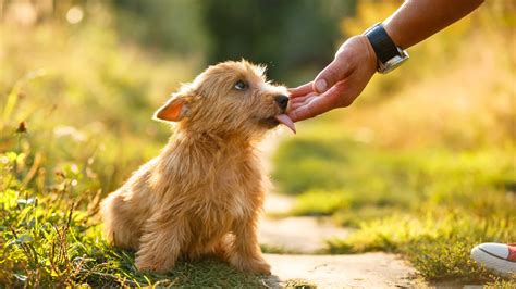What does it mean when a dog licks your sweat?