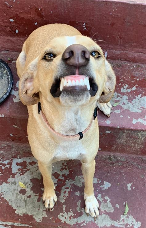 What does it mean when a dog smiles at me?