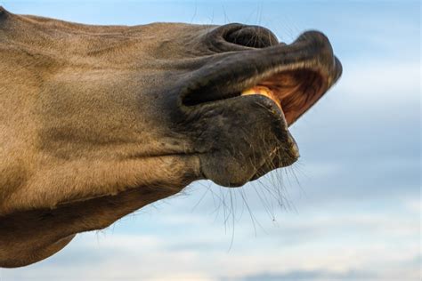 What does it mean when a horse lips you?