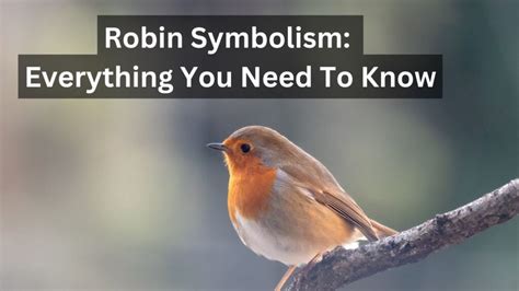 What does it mean when a robin comes to your window?