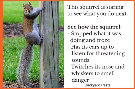 What does it mean when a squirrel stares at you and wags tail?