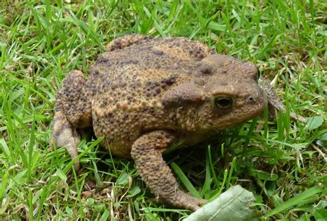 What does it mean when a toad is at your front door?
