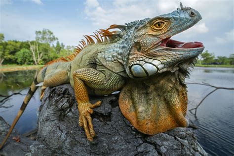 What does it mean when an iguana nods its head at you?