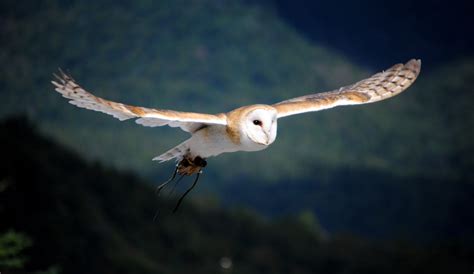 What does it mean when an owl flies in front of you?