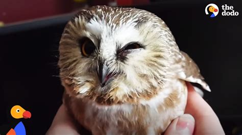 What does it mean when an owl flies into window?