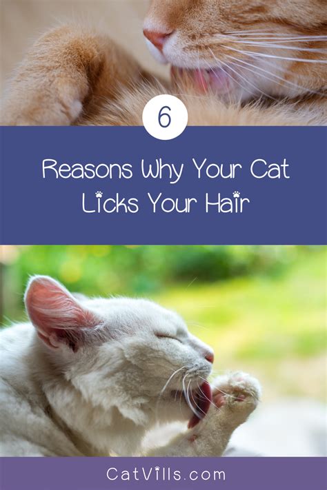 What does it mean when cat licks your hair?