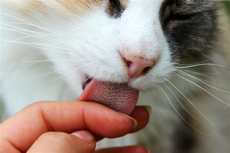 What does it mean when cats lick you?