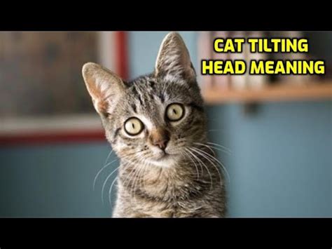 What does it mean when cats tilt their head?