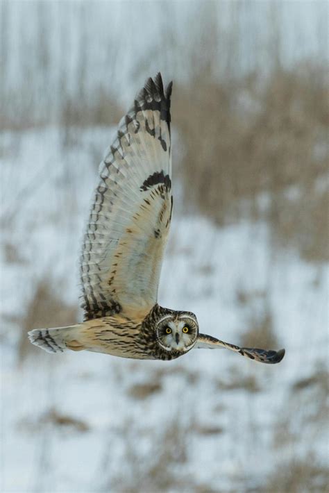 What does it mean when you hear an owl outside your house at night?