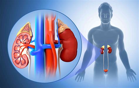 What does it mean when your kidneys are functioning at 40%?