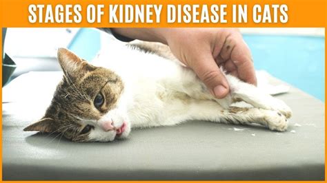 What does kidney failure look like in cats?
