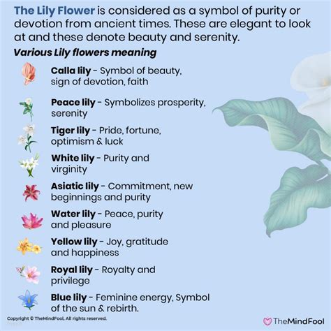 What does lilies symbolize?