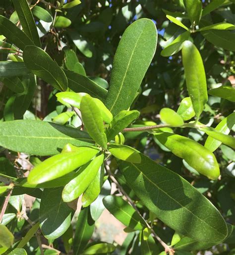 What does live oak look like?