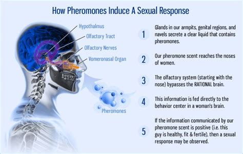 What does male pheromone smell like?