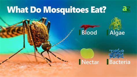 What does mosquito eat?