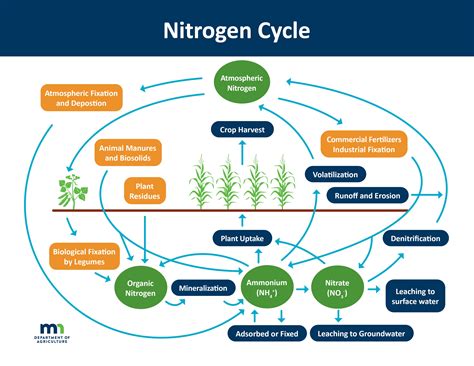 What does nitrogen do for sugarcane?
