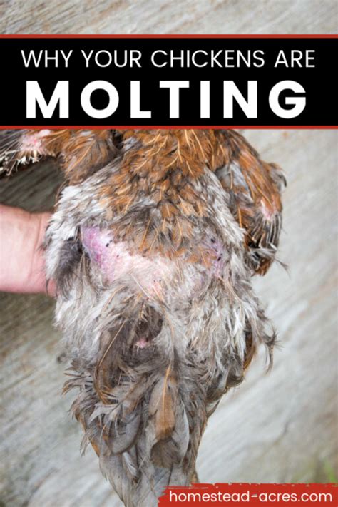 What does normal molting look like in chickens?
