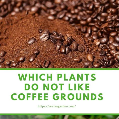 What does not like coffee grounds?