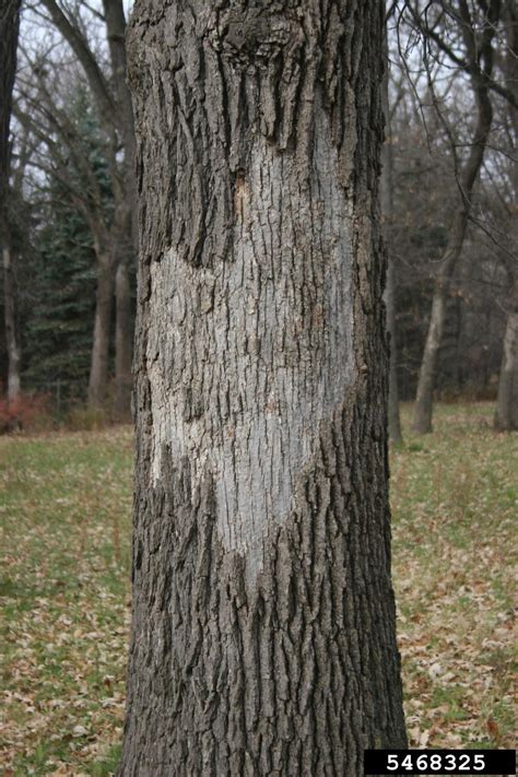 What does oak bark symbolize?