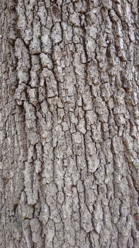What does oak bark taste like?