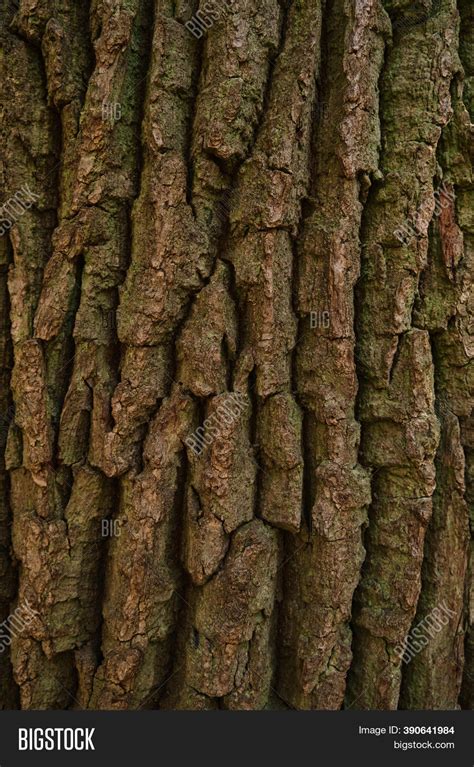 What does oak tree bark look like?