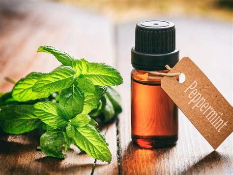 What does peppermint oil keep away?