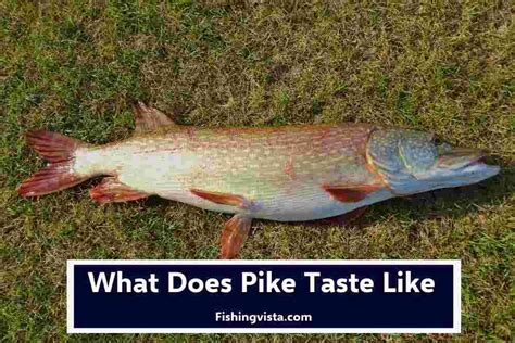 What does pike taste like?