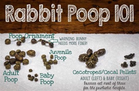 What does rabbit poop look like after GI stasis?
