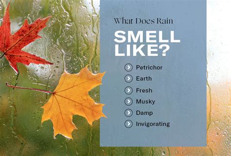 What does rain smell like?