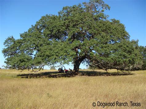 What does real oak look like?