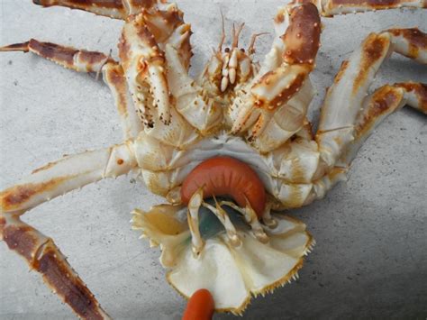 What does rotten crab look like?