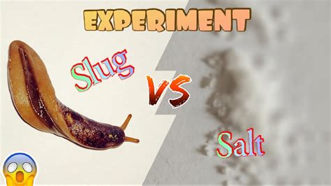 What does salt do to slugs?
