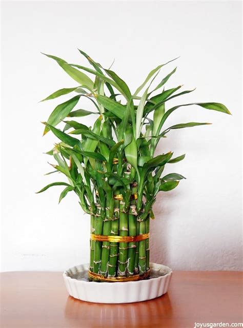 What does salt water do to bamboo?