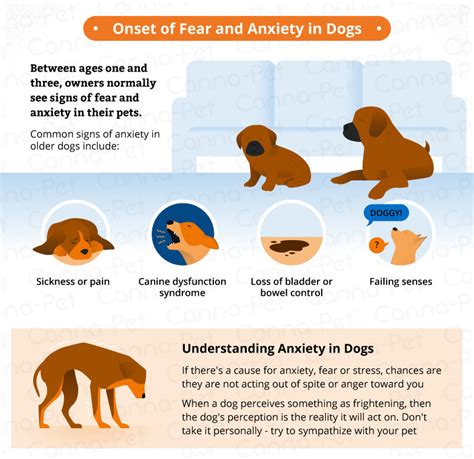 What does severe anxiety in dogs look like?