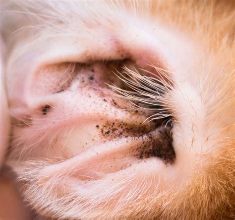 What does severe ear mites look like?