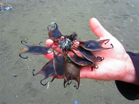 What does shark egg look like?