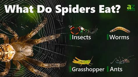What does spider eat the most?