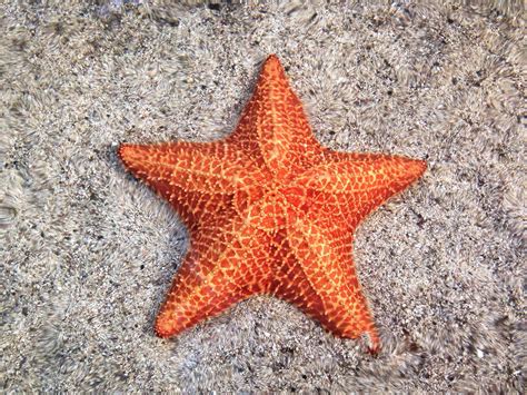 What does starfish mean in college?