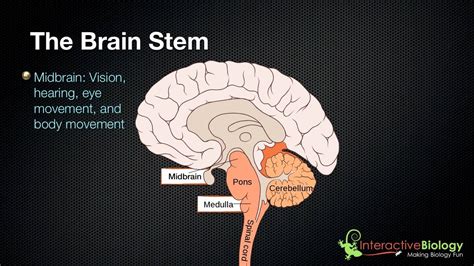 What does steam do to the brain?
