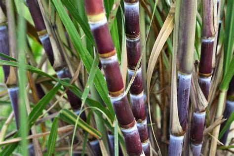 What does sugarcane look like when it's growing?