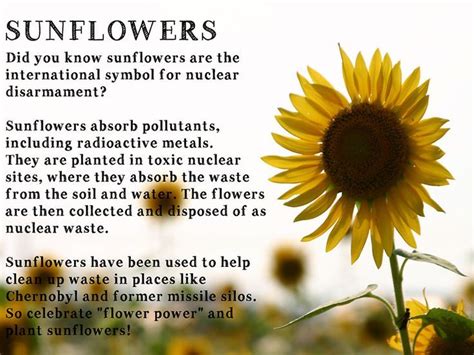 What does sunflower mean for a girl?