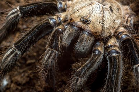 What does tarantula blood look like?