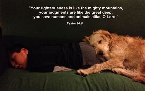 What does the Bible say about pets in heaven?