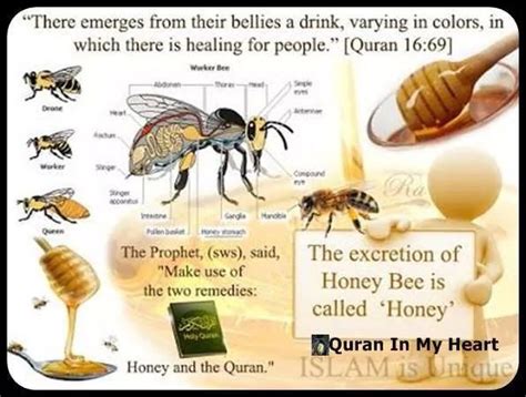 What does the Quran say about bee?